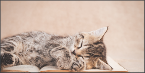 Kitten sleeping on top of an open book