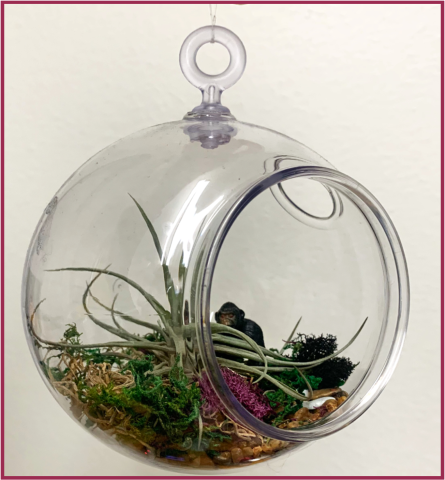 Air plant terrarium