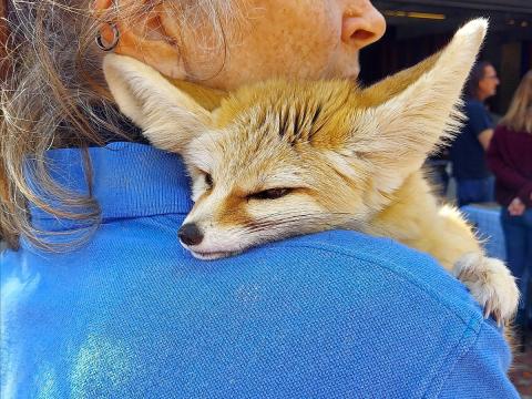 A fennec fox on the shoulder of its trainer, who is wearing a blue shirt.