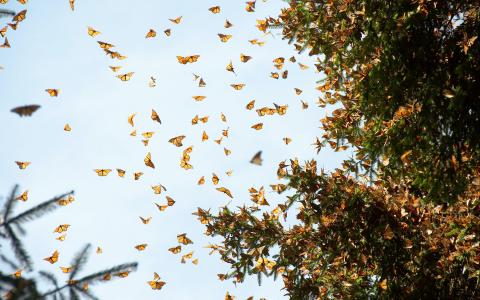 monarchs