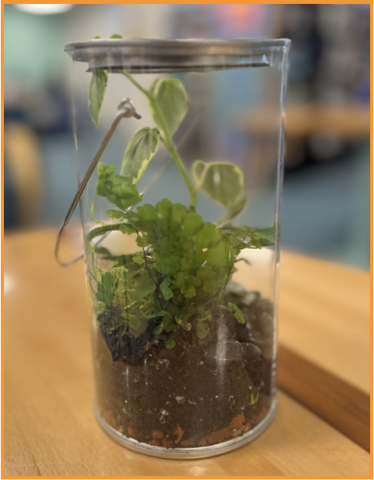 Picture of a small terrarium filled with soil, small green ferns and moss