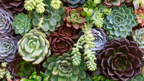 Succulents