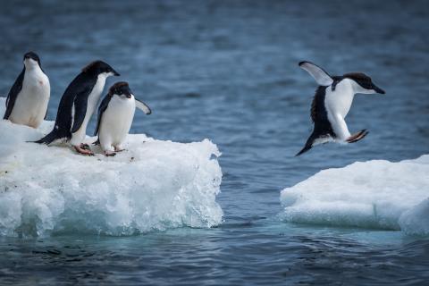 Penguin jumping between icebergs