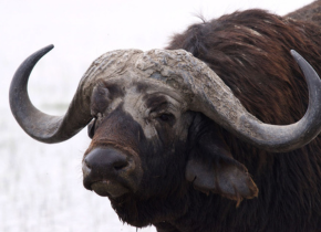 Photograph a water buffalo by artist Betty Byrd.