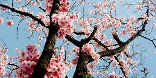 cherry blossoms