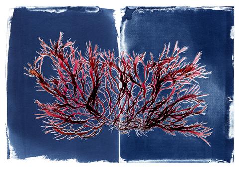 Cyanotype of Pikea californica-Iselin