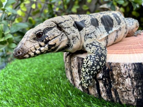 Monitor Lizard on Tree Stump