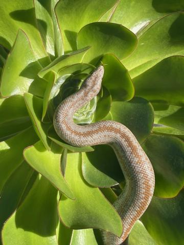 Green leaves with a taupe colored Rosa Boa snake.