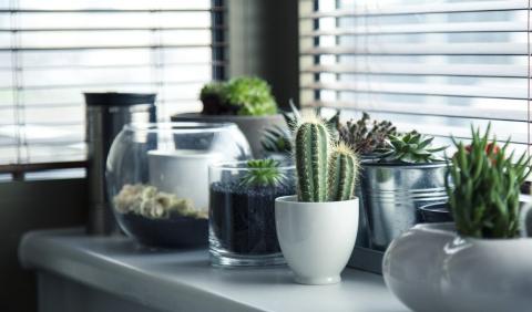 Variety of succulents in a pots