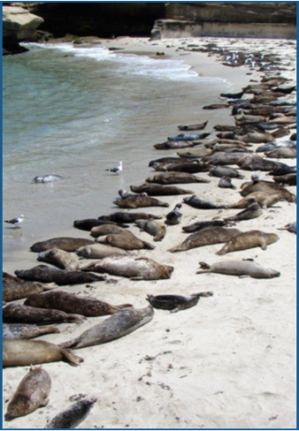 Seals on the beach in La Jolla