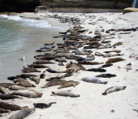 lots of seals on a beach