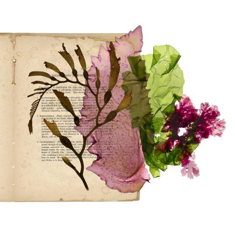 Scanned images of various seaweeds against a book page background