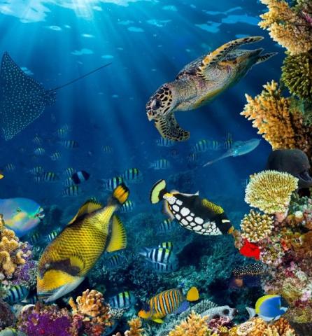 blue underwater scene with fish, turtles, and coral