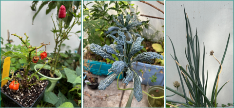 photos of pepper plants, kale, and negi