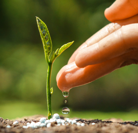 hand pouring water on plant