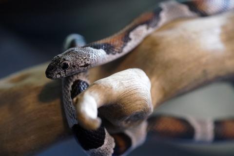 A kingsnake on a tree branch