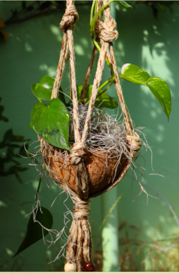 coconut shell pothos plant hanger