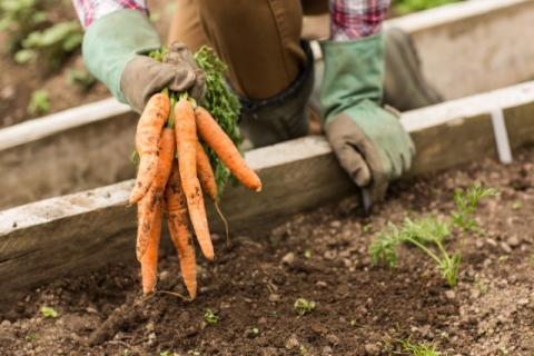 Vegetable Gardening 