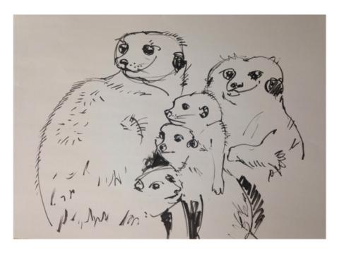 sample image of meerkats