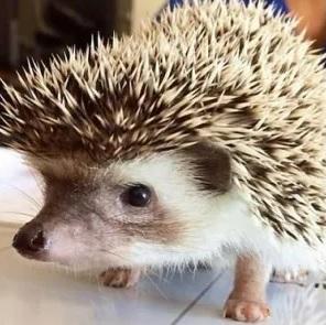 Hedgehog