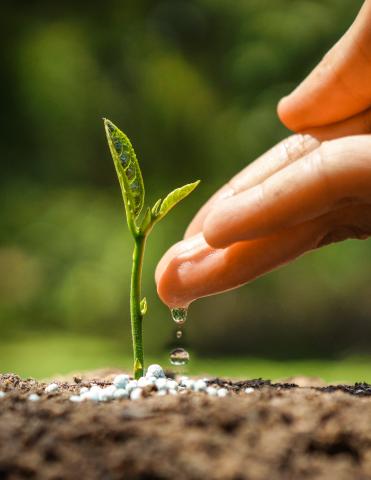 A hand gently touching a seedling.