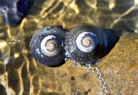 Two seashells in saltwater