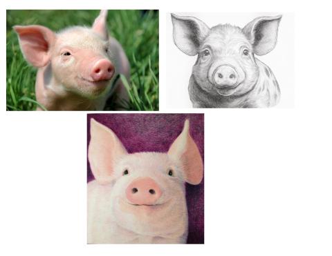 sample images of pigs