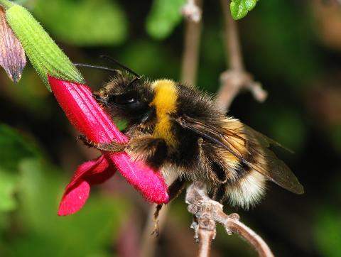 Bumblebee on a dark pink flower