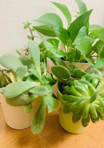 succulents in pots