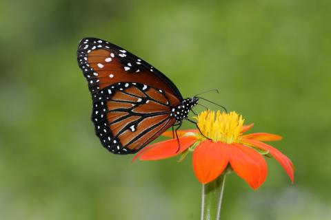Butterfly on a flower