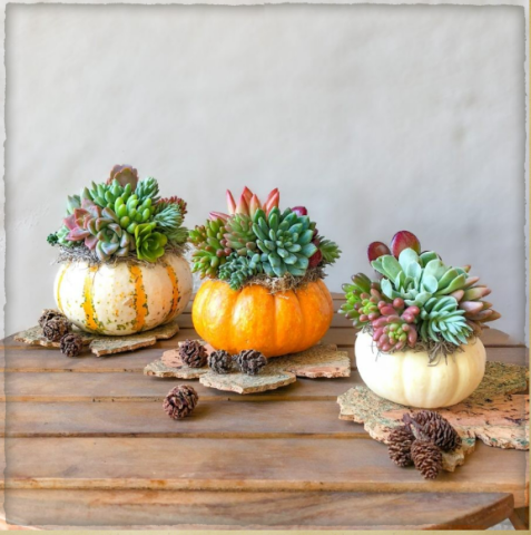 mini pumpkin succulent centerpieces