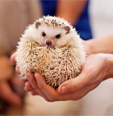 A cute hedgehog is being held in a hand and is looking at the camera.