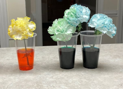 Carnation flowers sitting in cups of colored water. The petals of the flowers have changed color.