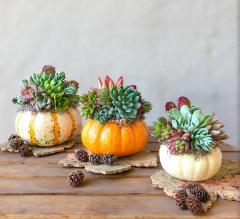 pumpkin succulent centerpiece
