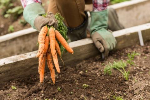 Harvesting carrots.