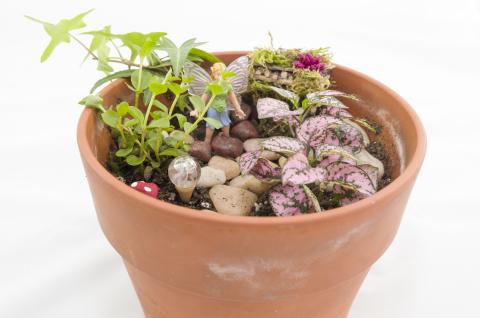 photo of a miniature garden in a terra cotta pot