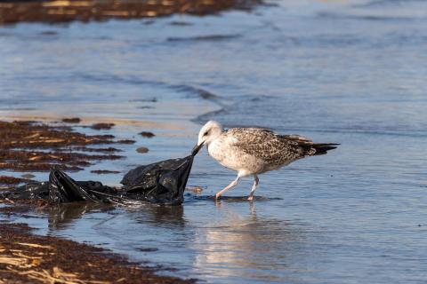 Photo of seagull with black plastic garbage bag in its beak.