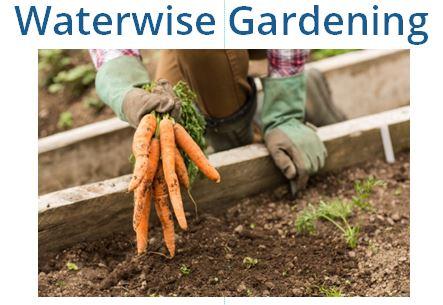 Gloved hands near soil holding a bunch of just harvested carrots