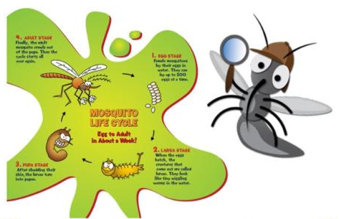Illustration of a mosquito holding a magnifying class and wearing a Sherlock Holmes-style hat. The mosquito life cycle is illustrated within a green blob image.