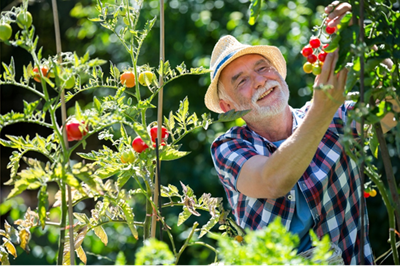 man gardening tomatoes
