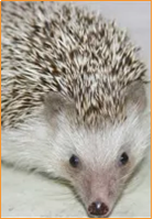 Hedgehog