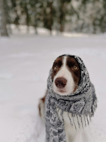 Photo of a dog wearing a winter scarf