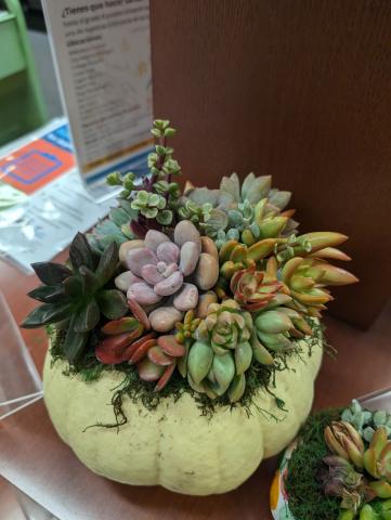 Succulent Workshop.