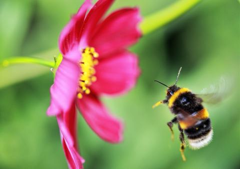 Image of a bee at a flower