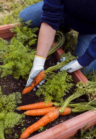 Photo of man taking carrots out of soil