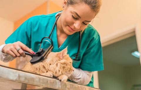 vet wearing teal scrubs brushing cat on table