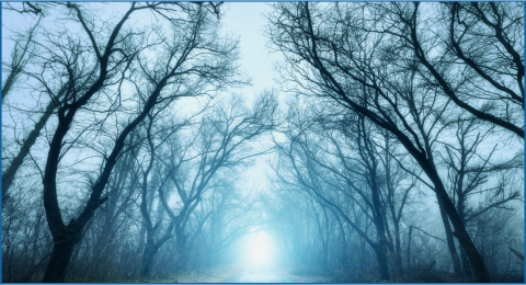 creepy tree branches with foggy background