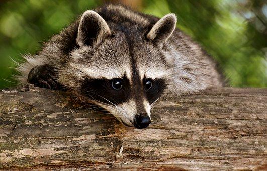 Racoon looking over log