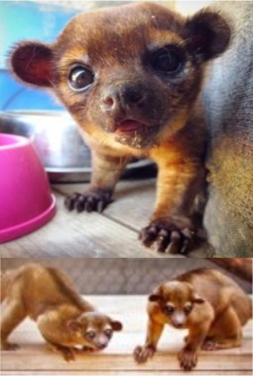 Kinkajou