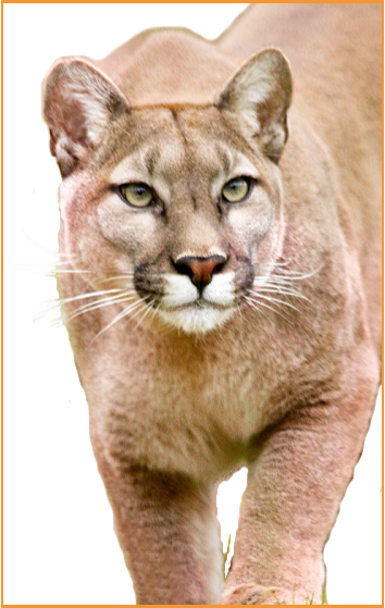 Mountain Lion